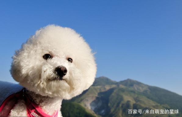 名狗大全狗品種介_名貴的葫蘆品種大全_名貴的桂花品種大全