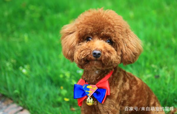 名貴的桂花品種大全_名貴的葫蘆品種大全_名狗大全狗品種介