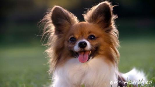 名狗大全狗品種介_名貴的桂花品種大全_名貴的葫蘆品種大全