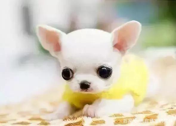 名貴的桂花品種大全_名貴的葫蘆品種大全_名狗大全狗品種介
