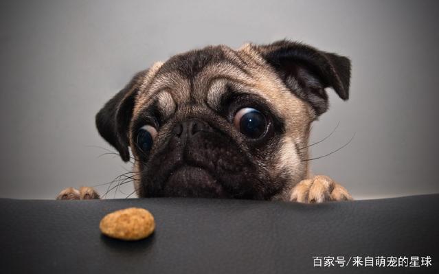 名貴的葫蘆品種大全_名狗大全狗品種介_名貴的桂花品種大全