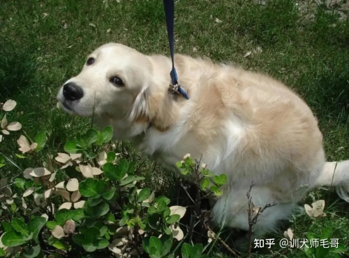 訓(xùn)練狗狗在外面大小便_怎么訓(xùn)狗狗外面大小便_狗狗訓(xùn)練狗狗