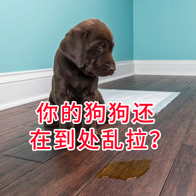 訓(xùn)練狗狗在外面大小便_狗狗訓(xùn)練狗狗_怎么訓(xùn)狗狗外面大小便