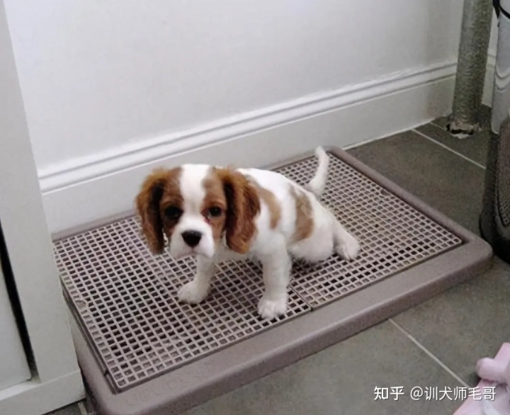 怎么訓(xùn)狗狗外面大小便_狗狗訓(xùn)練狗狗_訓(xùn)練狗狗在外面大小便