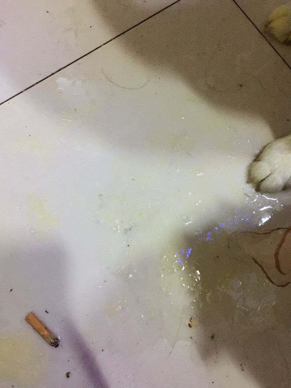 蘇州 打擊 寵物 病狗_蘇州沈思港路寵物店賣病狗_狗病治療