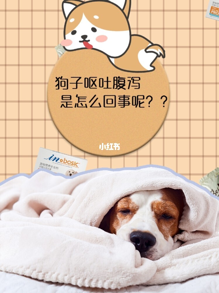 蘇州 打擊 寵物 病狗_蘇州沈思港路寵物店賣病狗_狗病治療