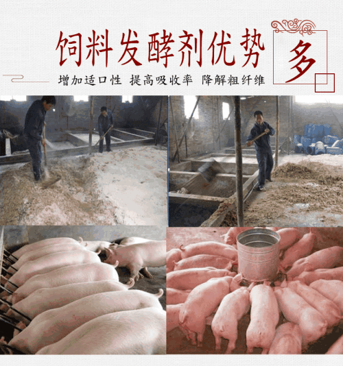 養(yǎng)豬人常見的誤區(qū)，新手老手都值得學(xué)習(xí)