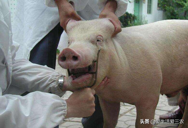 養(yǎng)豬人常見的誤區(qū)，新手老手都值得學(xué)習(xí)