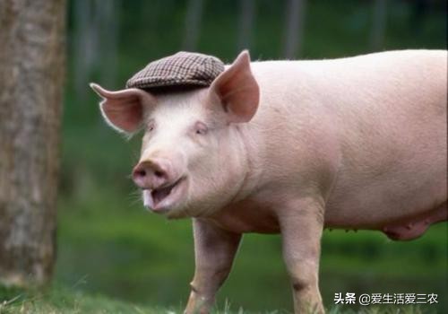養(yǎng)豬人常見的誤區(qū)，新手老手都值得學(xué)習(xí)
