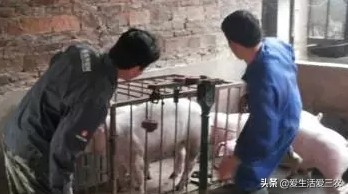 養(yǎng)豬人常見的誤區(qū)，新手老手都值得學(xué)習(xí)