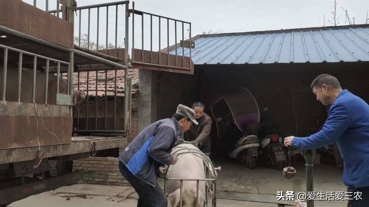 養(yǎng)豬人常見的誤區(qū)，新手老手都值得學(xué)習(xí)