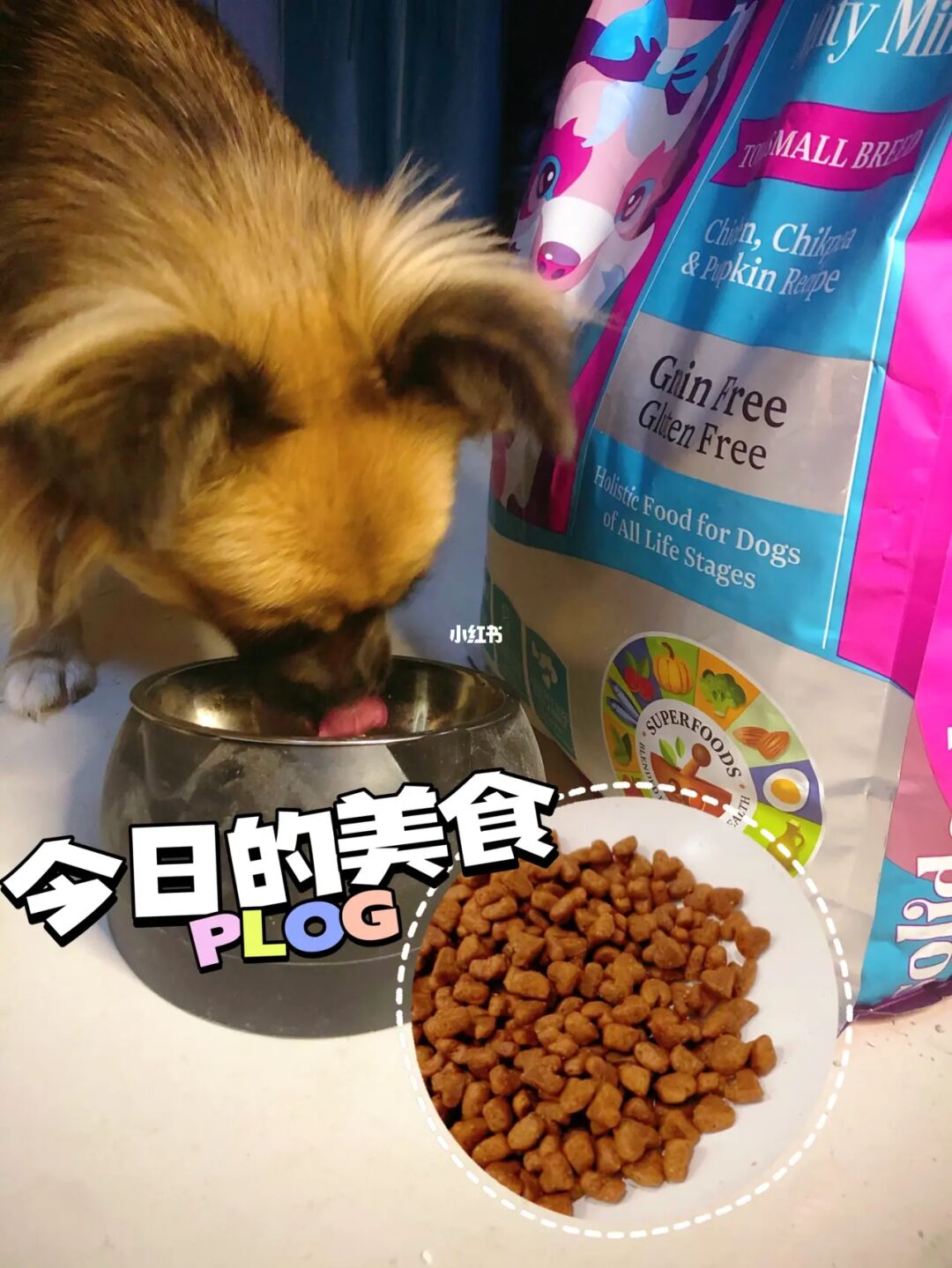 狗可以吃接狗七厘片嗎_上海哪里可以買iwaya電動狗_哪里可以買狗