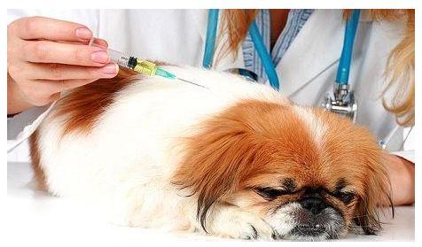 養(yǎng)狗怎么樣_養(yǎng)博美犬好還是養(yǎng)泰迪狗好_泰迪狗好養(yǎng)還是比熊好養(yǎng)