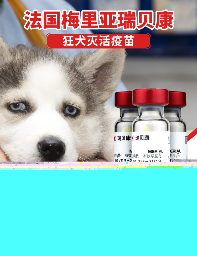 養(yǎng)博美犬好還是養(yǎng)泰迪狗好_養(yǎng)狗怎么樣_泰迪狗好養(yǎng)還是比熊好養(yǎng)