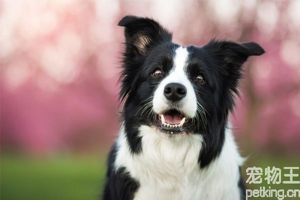 邊境牧羊犬訓練技巧有哪些