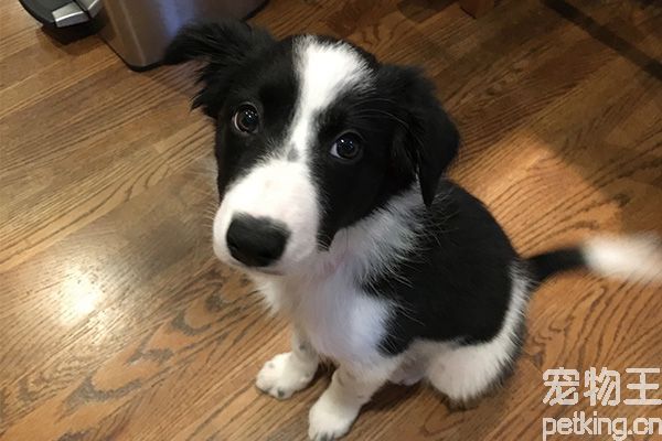 邊境牧羊犬訓練技巧有哪些