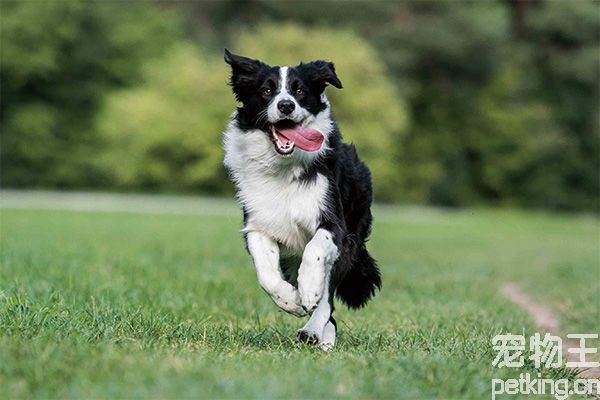 邊境牧羊犬訓練技巧有哪些