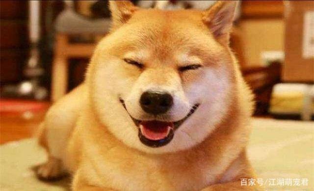 泰迪狗好養(yǎng)還是比熊好養(yǎng)_養(yǎng)狗成本_養(yǎng)哪幾種狗好養(yǎng)能賺錢