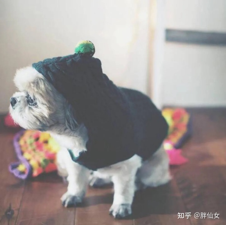 狗瘋狗病_病狗_寵物店病狗特征
