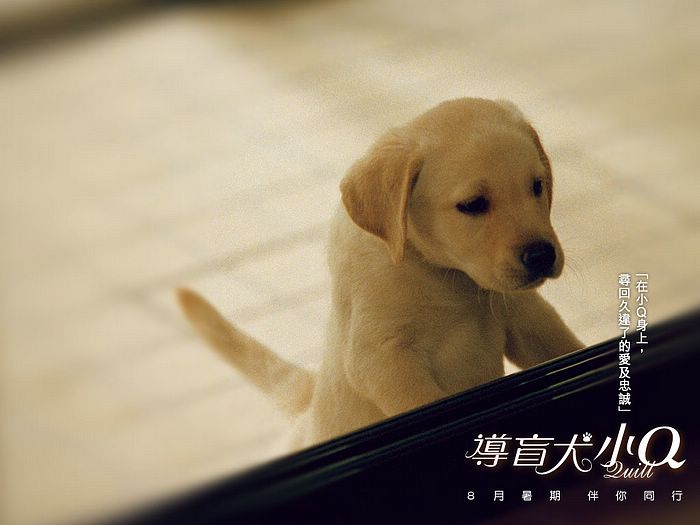 細狗品種有哪些品種圖片_高飛 狗 品種_高飛 狗 品種