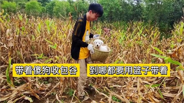 農(nóng)村養(yǎng)什么兔子賺錢_農(nóng)村養(yǎng)狗賺錢嗎_農(nóng)村養(yǎng)什么可以賺錢