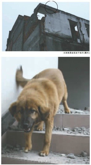 狗和人雜交_四川狗人雜交過(guò)程圖_純種狗和雜交狗壽命