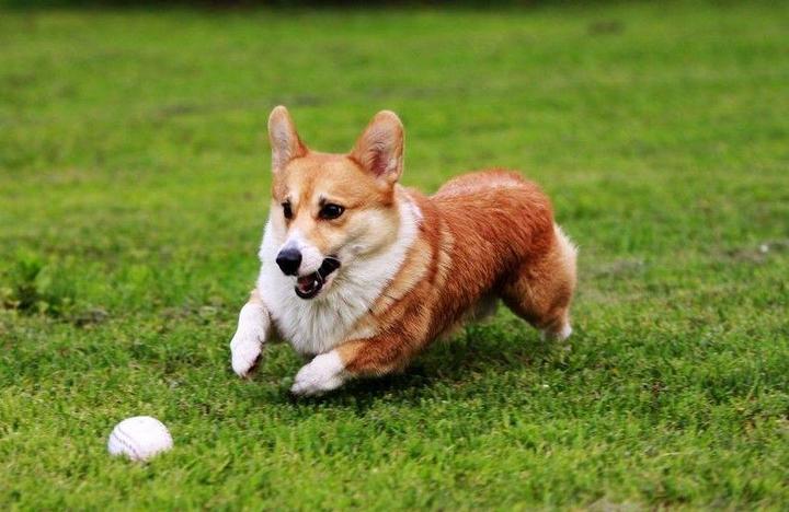 狗大全品種名字和圖片_犬狗大全及圖片名字_小品種狗犬圖片及名字
