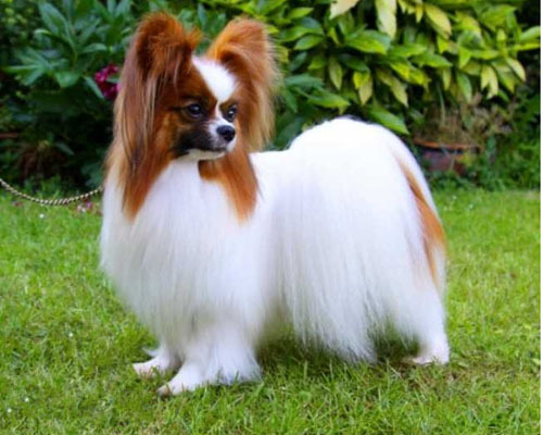 狗大全品種名字和圖片_小品種狗犬圖片及名字_犬狗大全及圖片名字