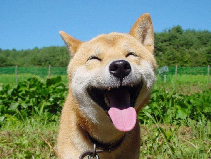 小品種狗犬圖片及名字_犬狗大全及圖片名字_狗大全品種名字和圖片