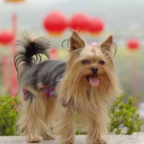 犬狗大全及圖片名字_狗大全品種名字和圖片_小品種狗犬圖片及名字