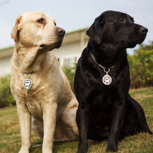 狗大全品種名字和圖片_犬狗大全及圖片名字_小品種狗犬圖片及名字