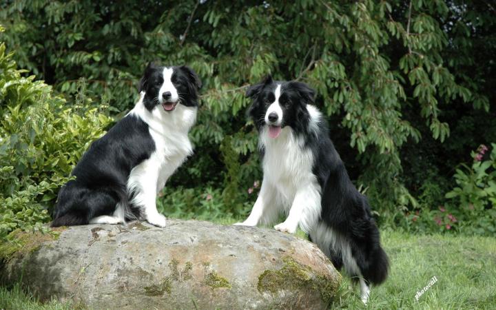 犬狗大全及圖片名字_小品種狗犬圖片及名字_狗大全品種名字和圖片