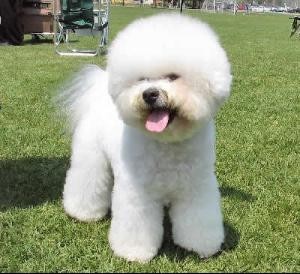 犬狗大全及圖片名字_小品種狗犬圖片及名字_狗大全品種名字和圖片