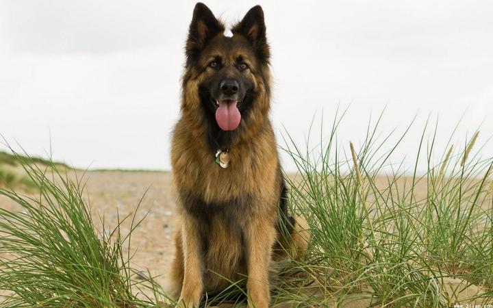 犬狗大全及圖片名字_小品種狗犬圖片及名字_狗大全品種名字和圖片