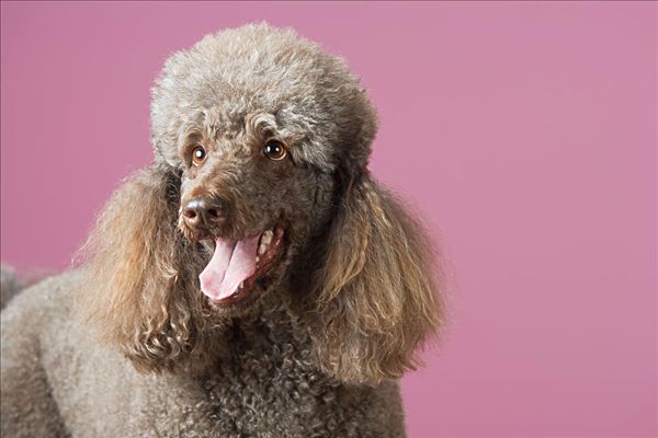 犬狗大全及圖片名字_狗大全品種名字和圖片_小品種狗犬圖片及名字