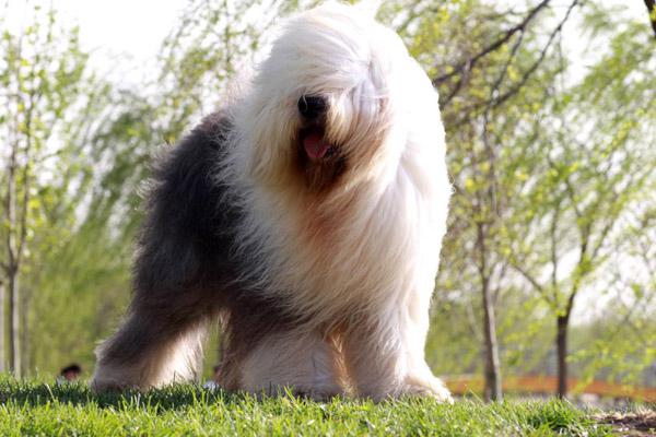 狗大全品種名字和圖片_小品種狗犬圖片及名字_犬狗大全及圖片名字