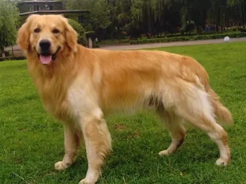 小品種狗犬圖片及名字_犬狗大全及圖片名字_狗大全品種名字和圖片