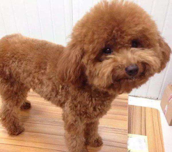 狗大全品種名字和圖片_小品種狗犬圖片及名字_犬狗大全及圖片名字