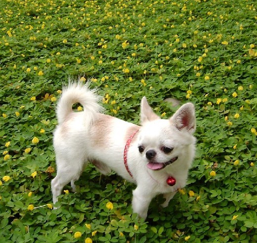 小品種狗犬圖片及名字_犬狗大全及圖片名字_狗大全品種名字和圖片