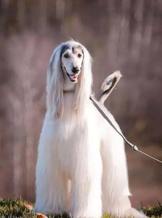 狗大全品種名字和圖片_犬狗大全及圖片名字_小品種狗犬圖片及名字