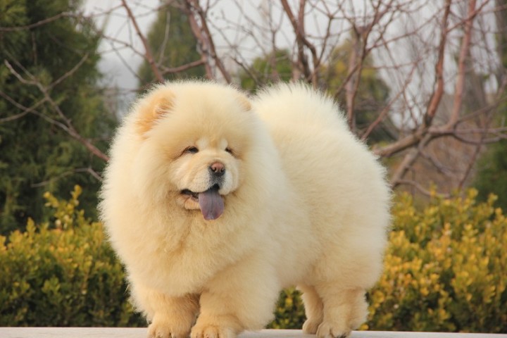 犬狗大全及圖片名字_小品種狗犬圖片及名字_狗大全品種名字和圖片