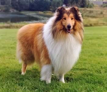 小品種狗犬圖片及名字_犬狗大全及圖片名字_狗大全品種名字和圖片