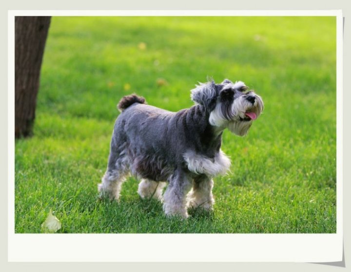 犬狗大全及圖片名字_小品種狗犬圖片及名字_狗大全品種名字和圖片