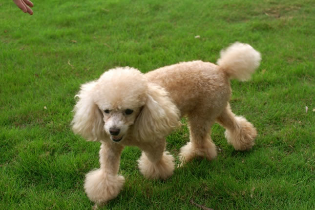 犬狗大全及圖片名字_小品種狗犬圖片及名字_狗大全品種名字和圖片