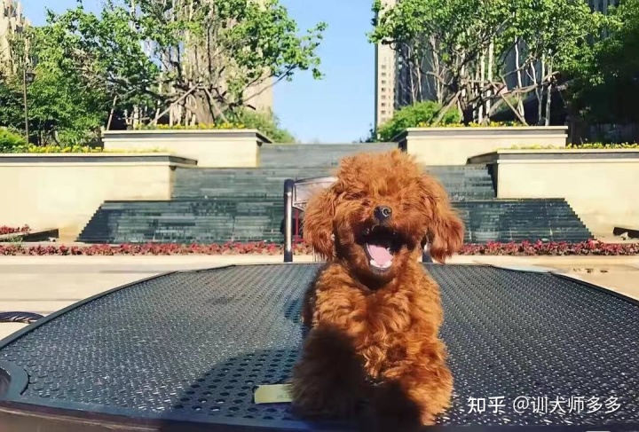 部隊體能訓練腹臥撐訓練視頻_遠距離訓練狗狗坐和臥_訓練狗狗臥下的視頻