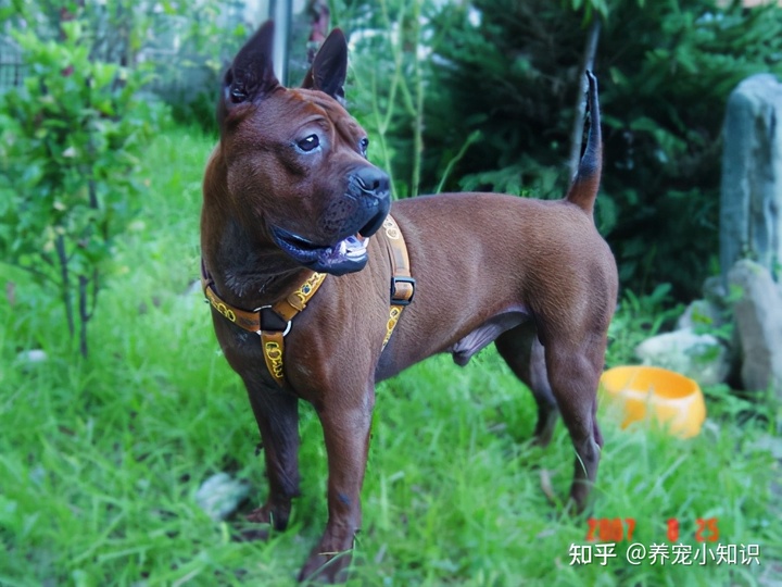 細狗和靈緹狗是同一品種嗎？_細狗什么品種好_細狗都有什么品種