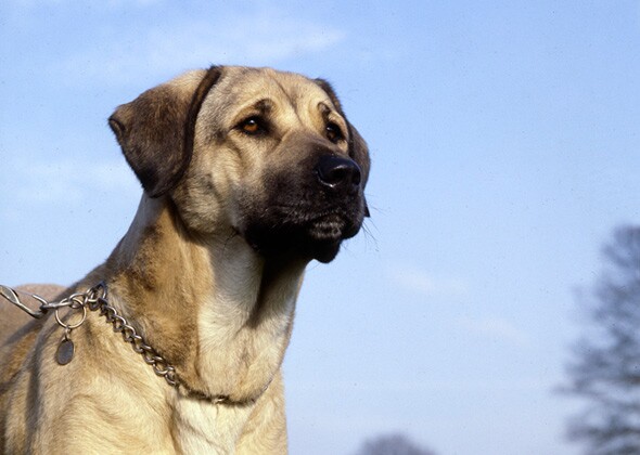 Anatolian牧羊犬養(yǎng)殖