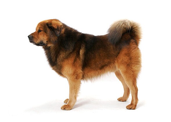 西藏獒犬種