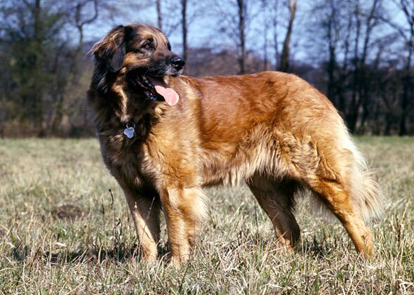 Leonberger Dog品種