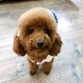 狗拉稀怎么辦？你可以這樣做！